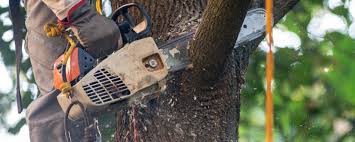 Best Fruit Tree Pruning  in Dyer, IN