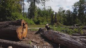 Best Tree Maintenance Programs  in Dyer, IN