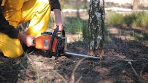How Our Tree Care Process Works  in  Dyer, IN