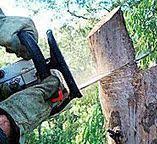  Dyer, IN Tree Services Pros