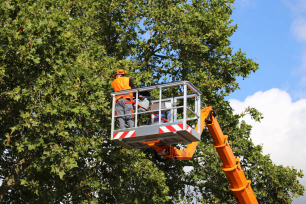 Reliable Dyer, IN Tree Services Solutions