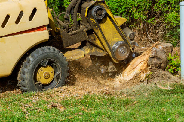 Best Firewood Processing and Delivery  in Dyer, IN
