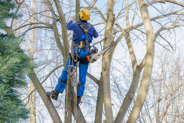Best Tree and Shrub Care  in Dyer, IN