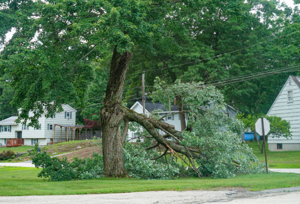 Best Tree Preservation Services  in Dyer, IN