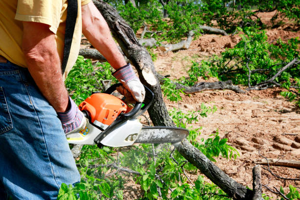 Best Lawn Dethatching  in Dyer, IN